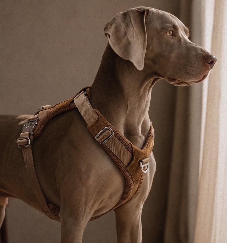 Artisan Harness : Beige
