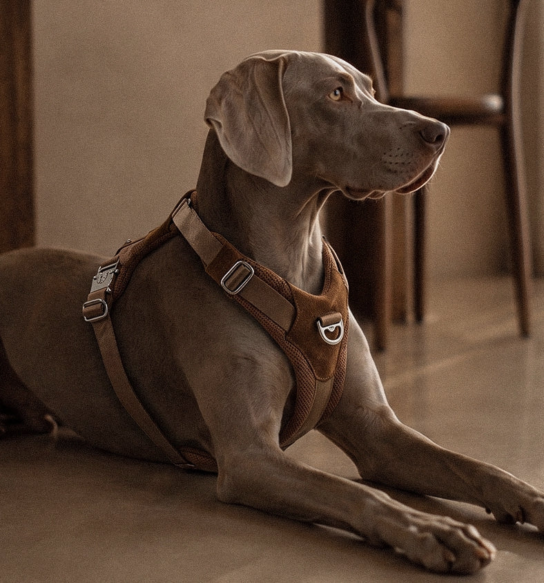 Artisan Harness : Beige