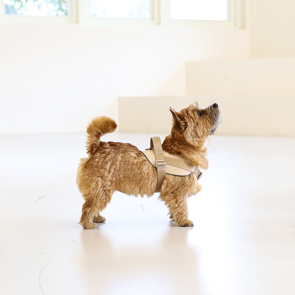 Saddle Harness : Beige