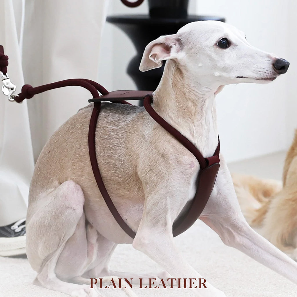 Essential Harness - Burgundy
