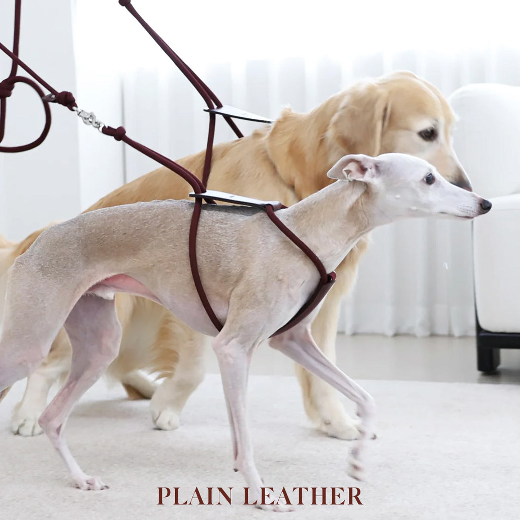 Essential Harness - Burgundy