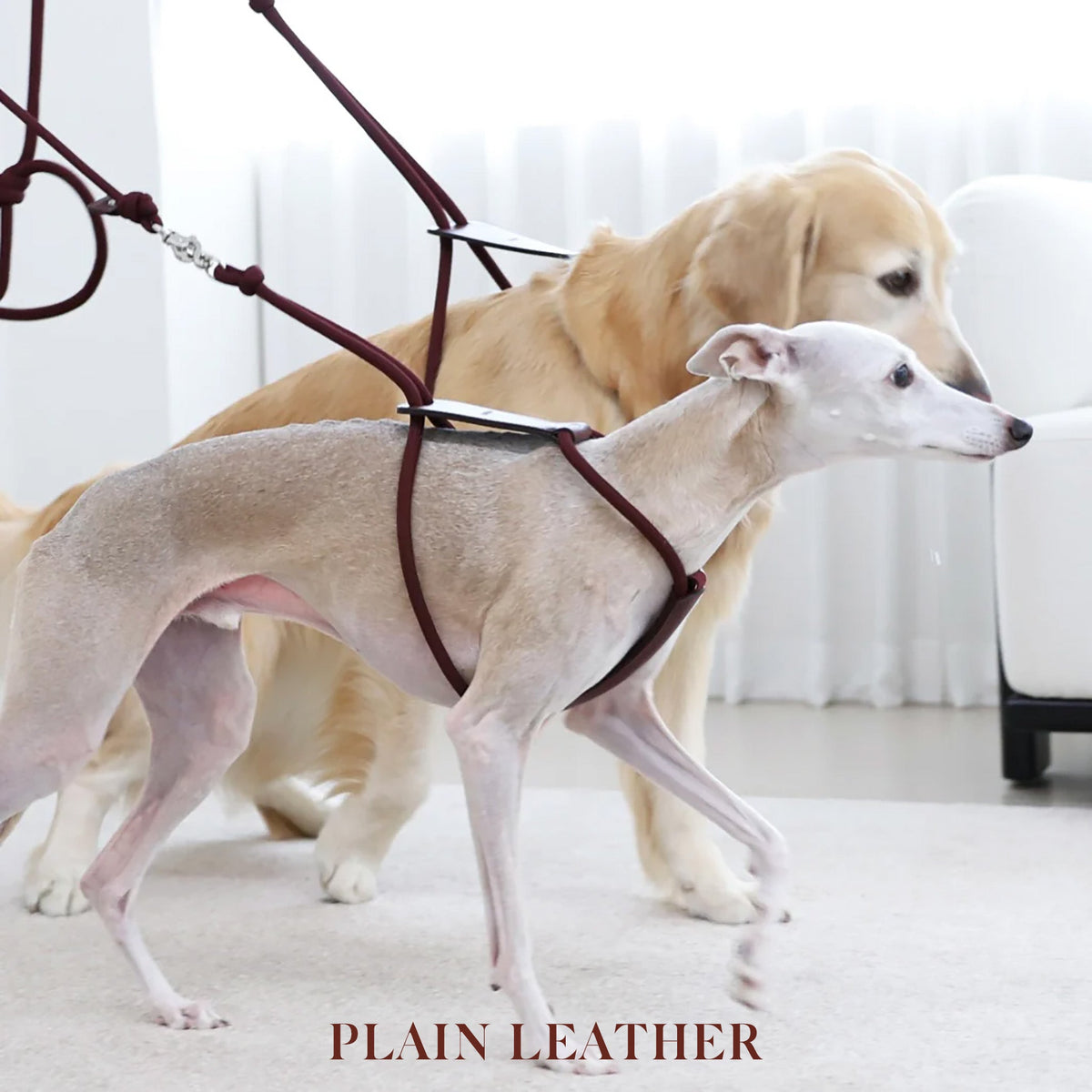 Essential Harness - Burgundy
