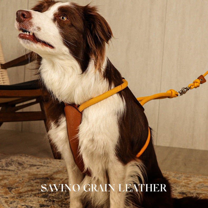 Essential Harness - Mustard