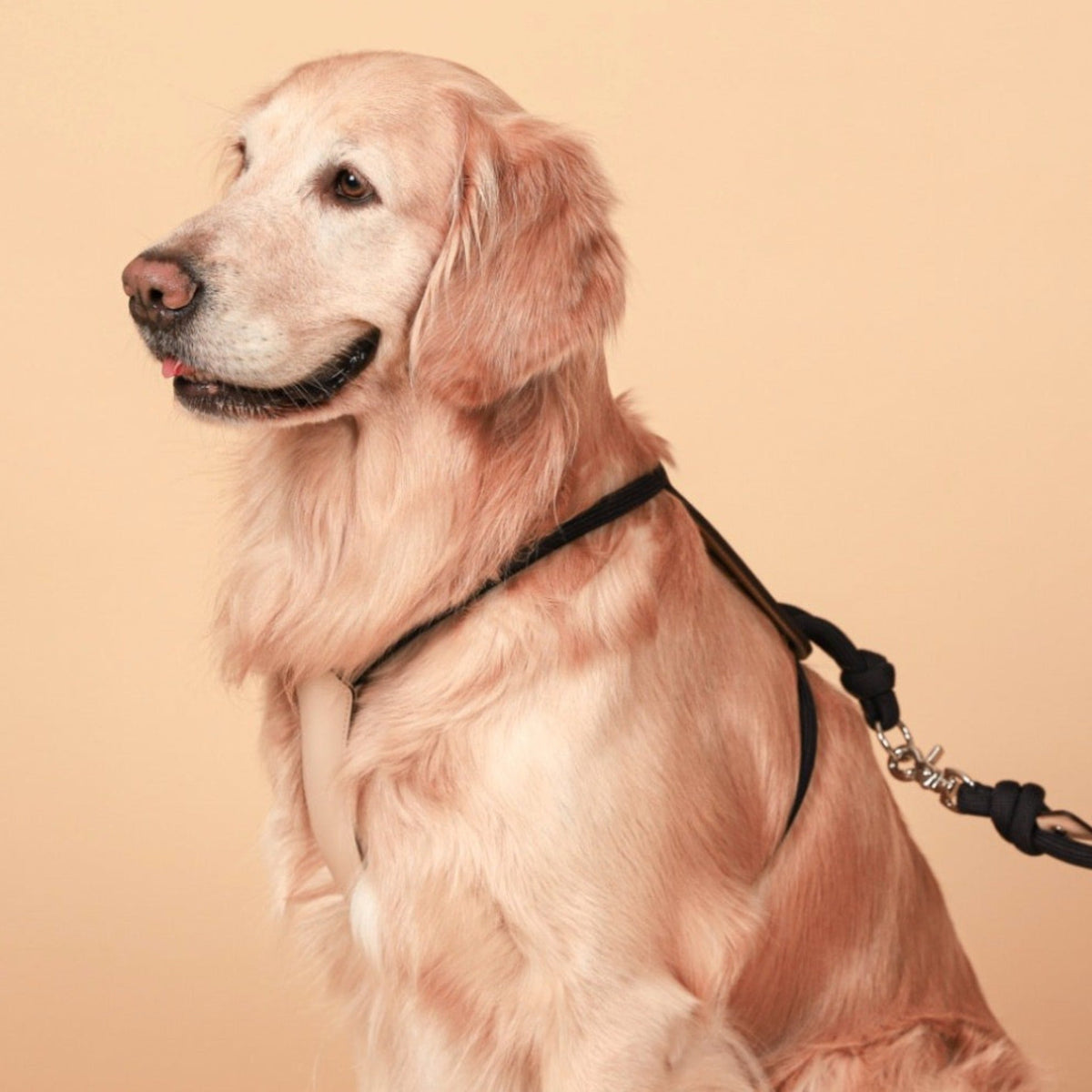 Essential Harness - Navy
