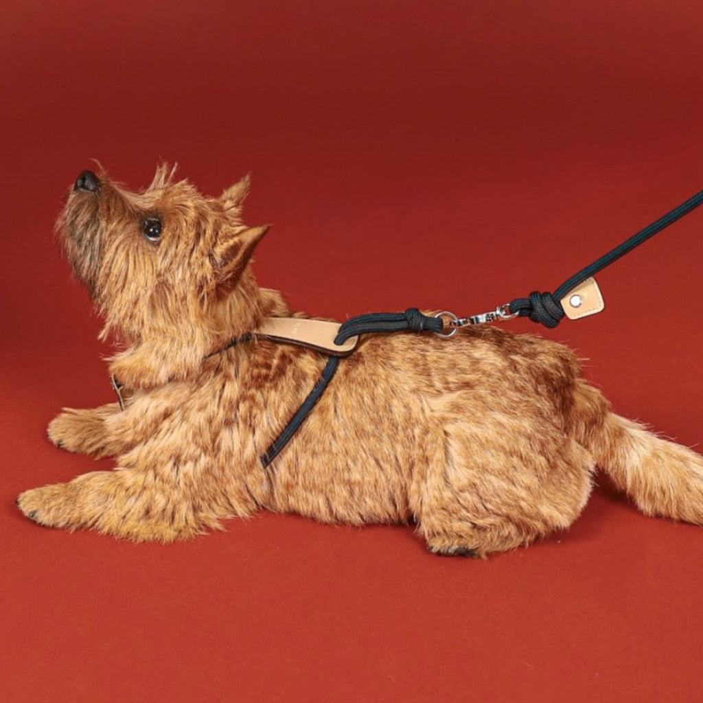 Essential Harness - Navy
