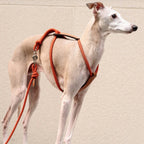 Essential Harness - Orange