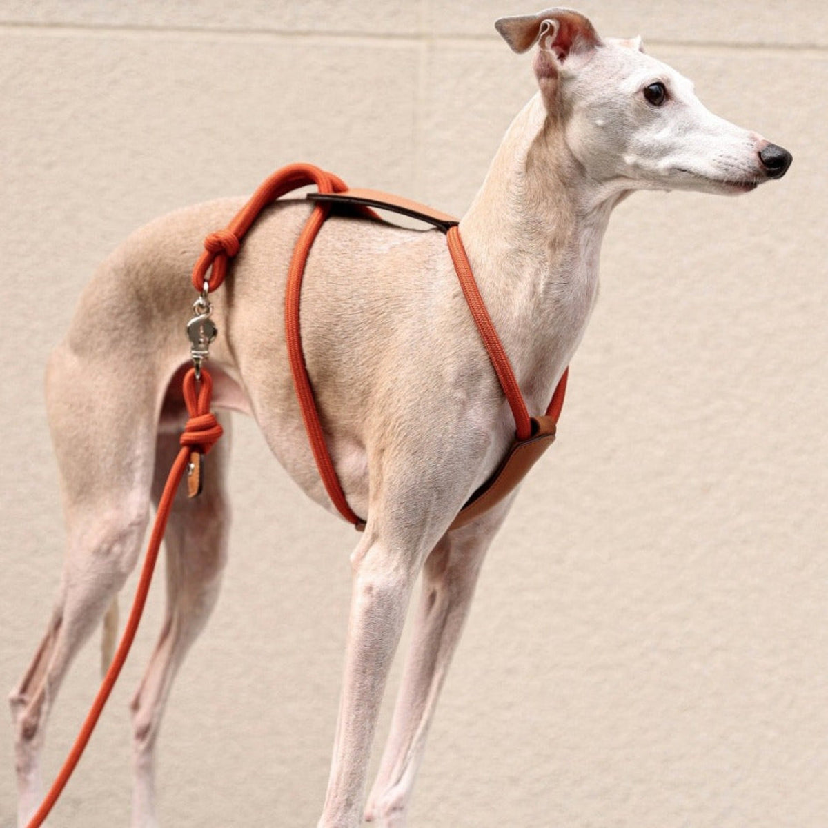 Essential Harness - Orange