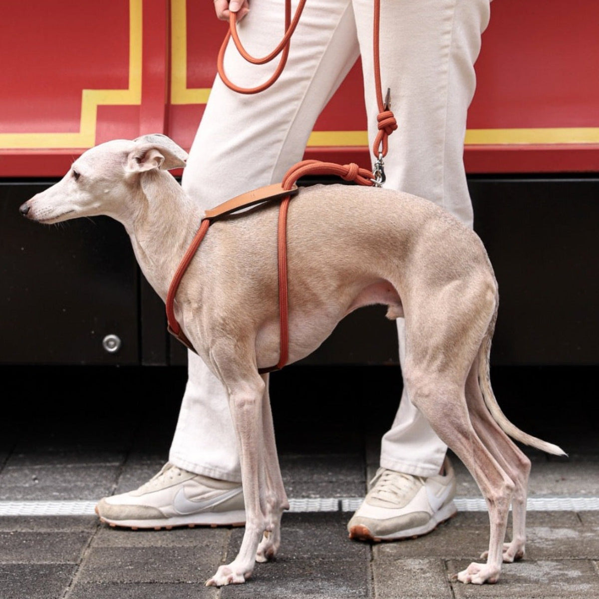 Essential Harness - Orange