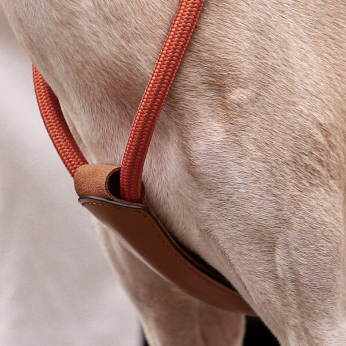 Essential Harness - Orange