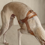 Bridle Harness : Pink