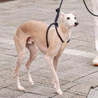 All-In-One Harness - Navy