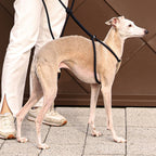 All-In-One Harness - Navy