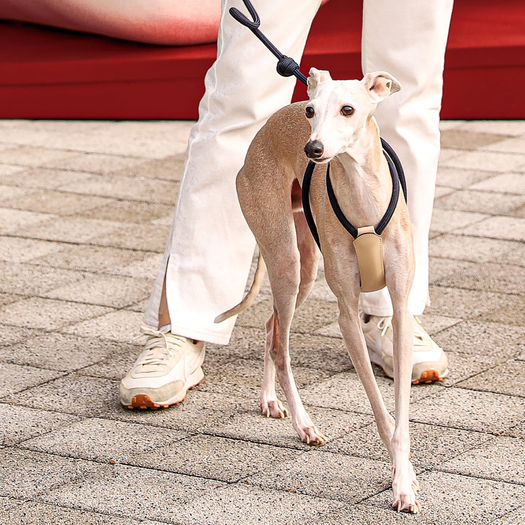 All-In-One Harness - Navy