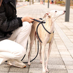 All-In-One Harness - Navy