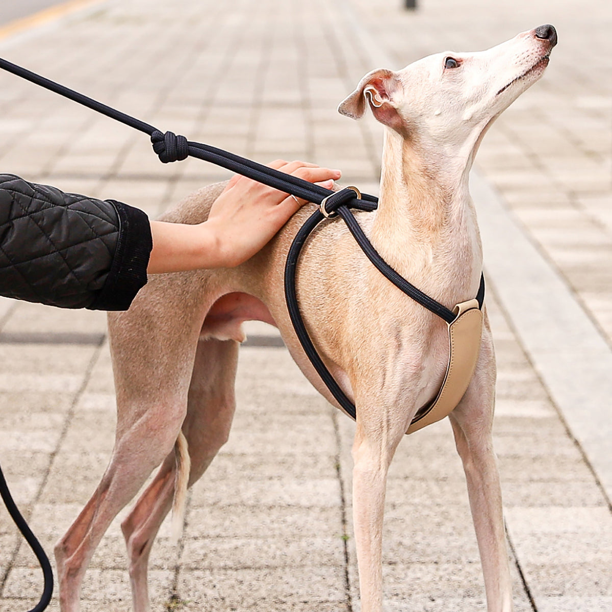 All-In-One Harness - Navy