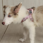 Bridle Harness : Pink