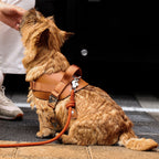 Saddle Harness : Camel