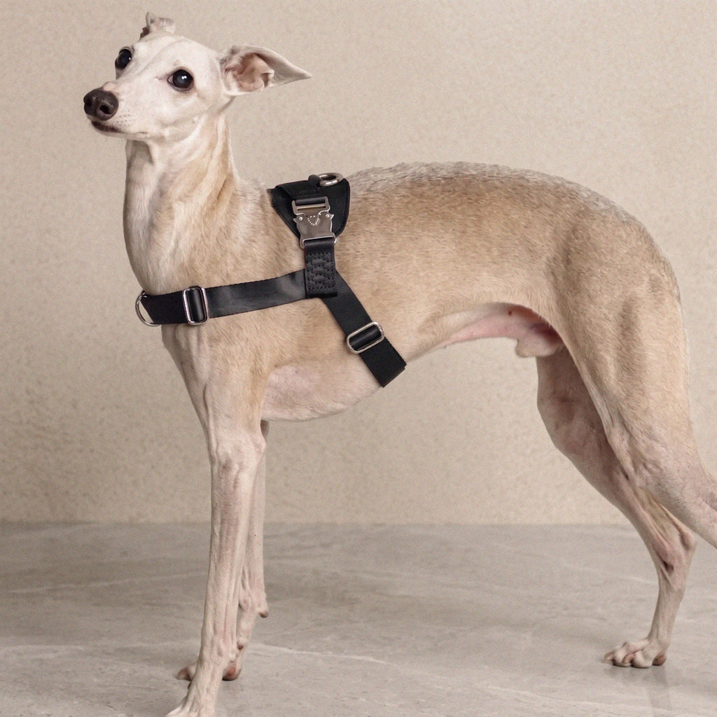 Bridle Harness : Black