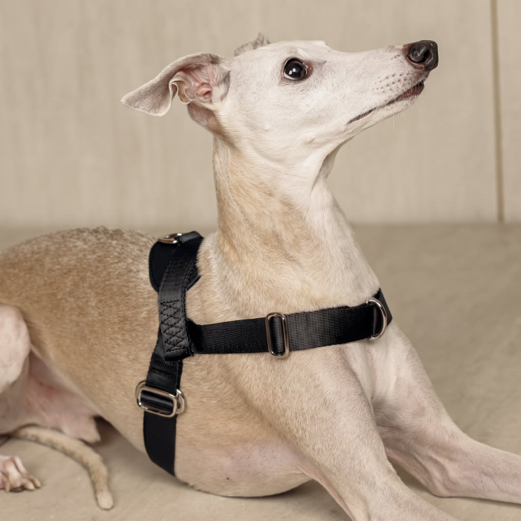 Bridle Harness : Black