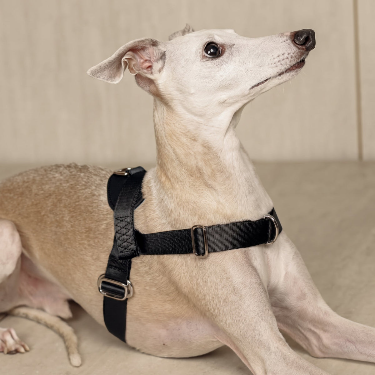 Bridle Harness : Black