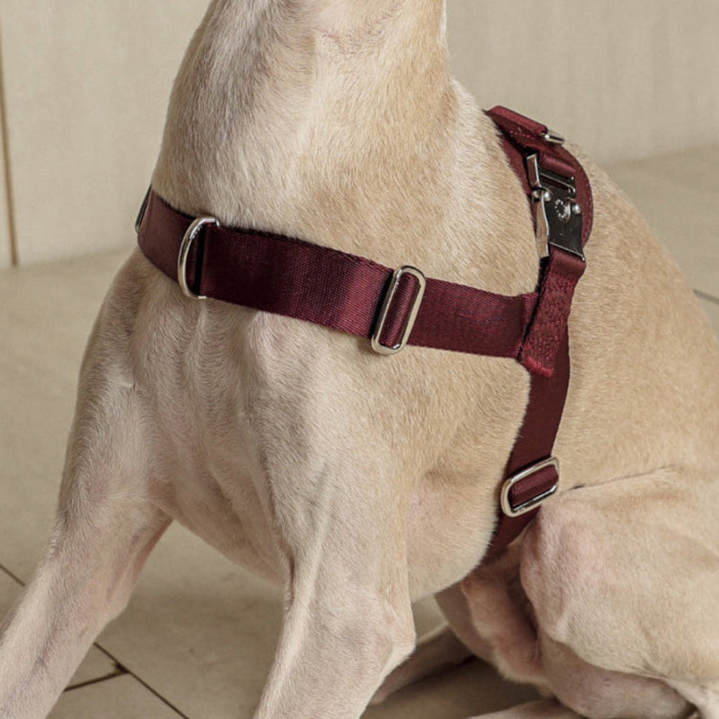 Bridle Harness : Black