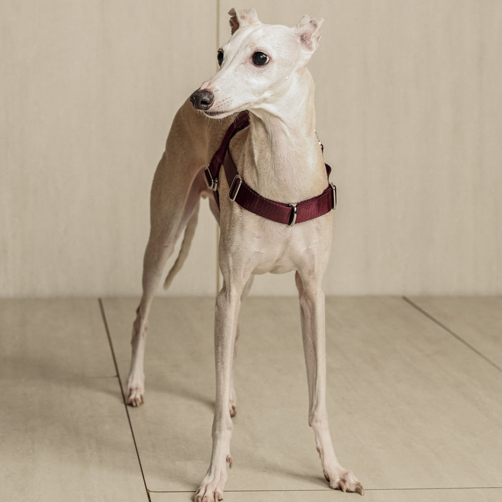 Bridle Harness : Burgundy