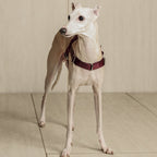 Bridle Harness : Pink
