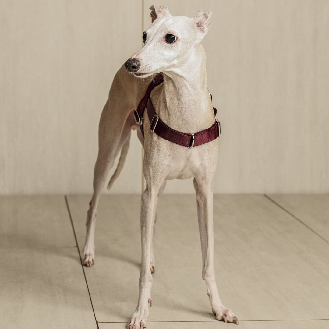 Bridle Harness : Pink