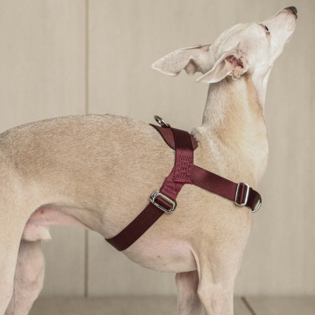 Bridle Harness : Camel