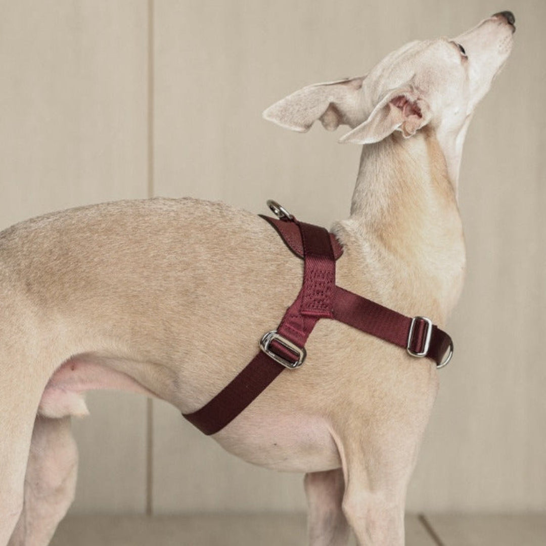 Bridle Harness : Pink