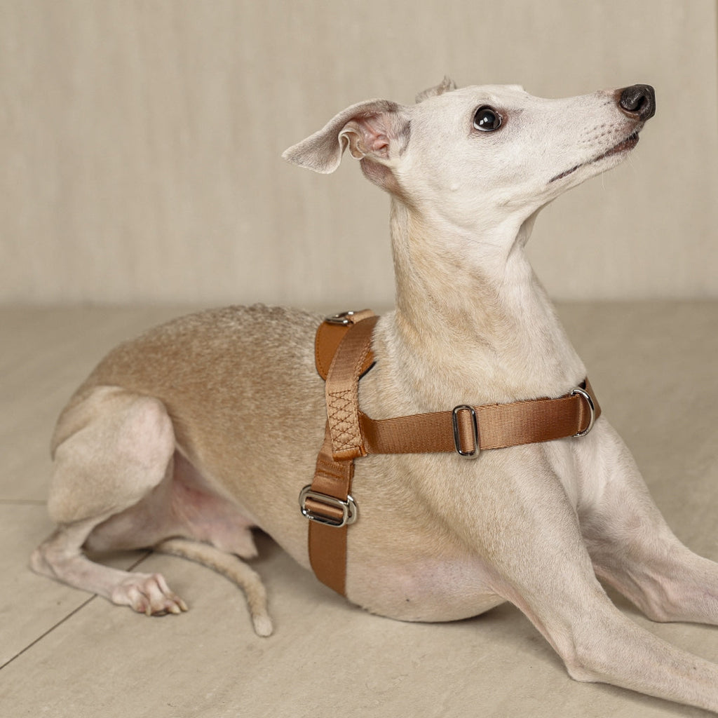 Bridle Harness : Pink