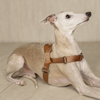 Bridle Harness : Pink