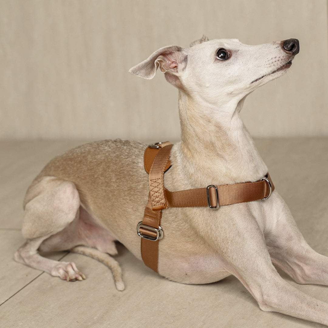 Bridle Harness : Pink