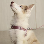 Bridle Harness : Pink