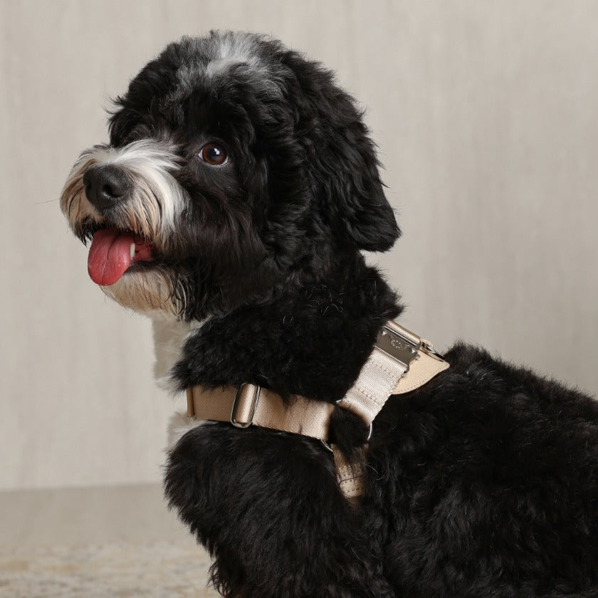 Horsebit Harness : Beige