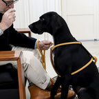 Essential Harness - Mustard