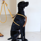 Essential Harness - Mustard