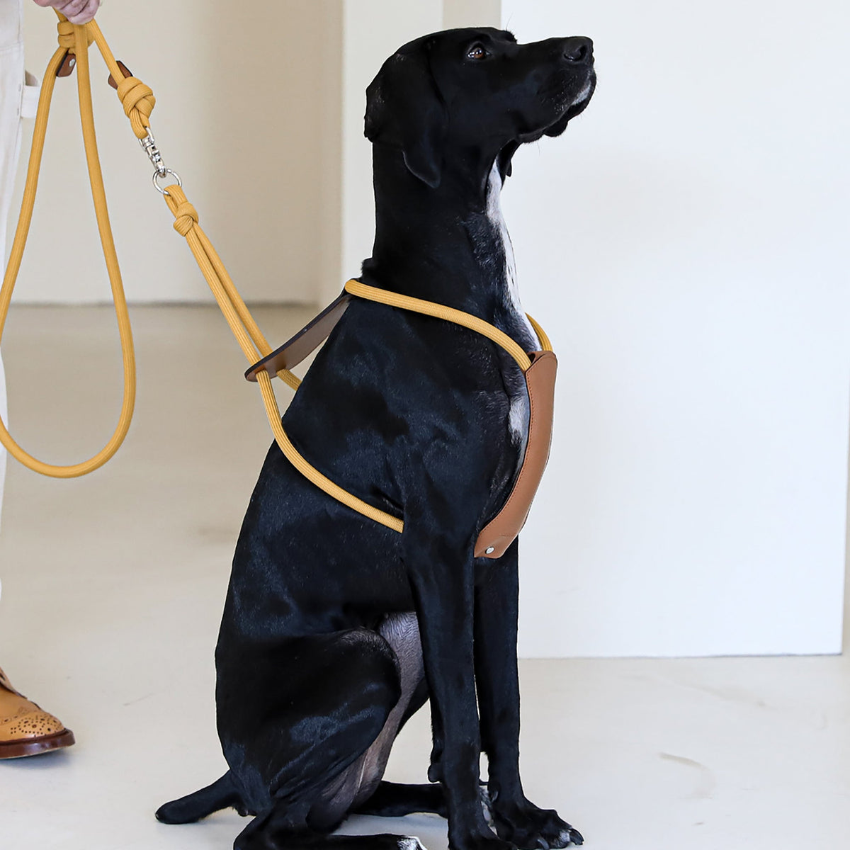 Essential Harness - Mustard