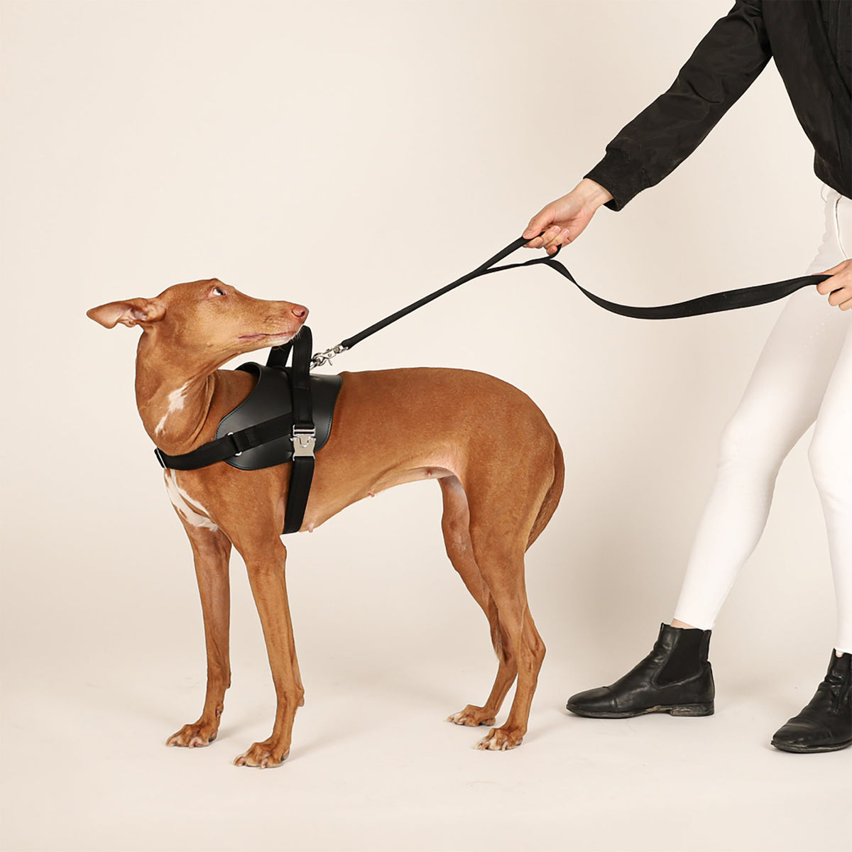 Saddle Harness : Black
