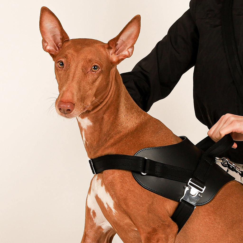 Saddle Harness : Black