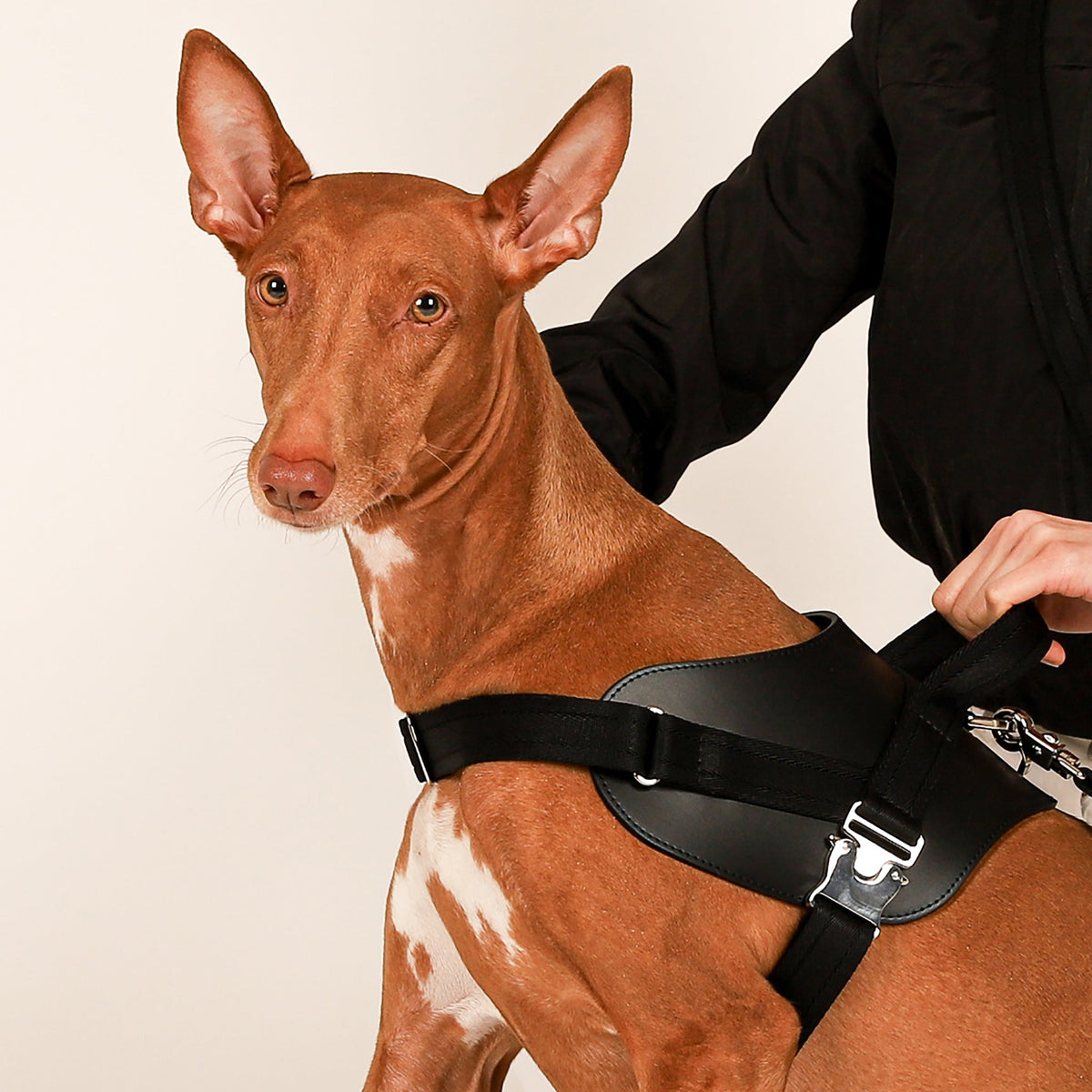 Saddle Harness : Black