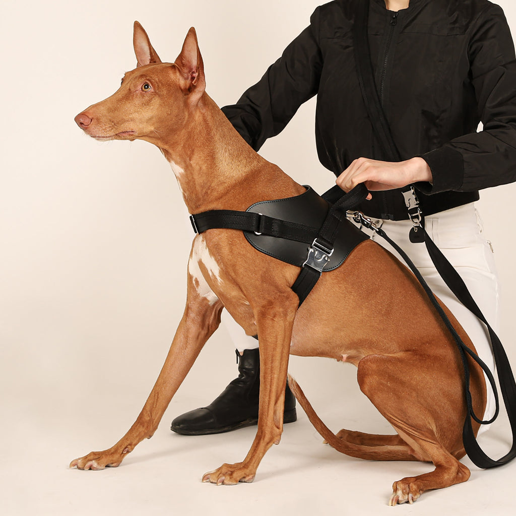 Saddle Harness : Black