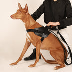 Saddle Harness : Black