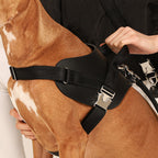 Saddle Harness : Black