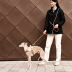 Saddle Harness : Beige