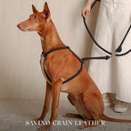 Essential Harness - Navy