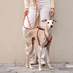Essential Harness - Orange