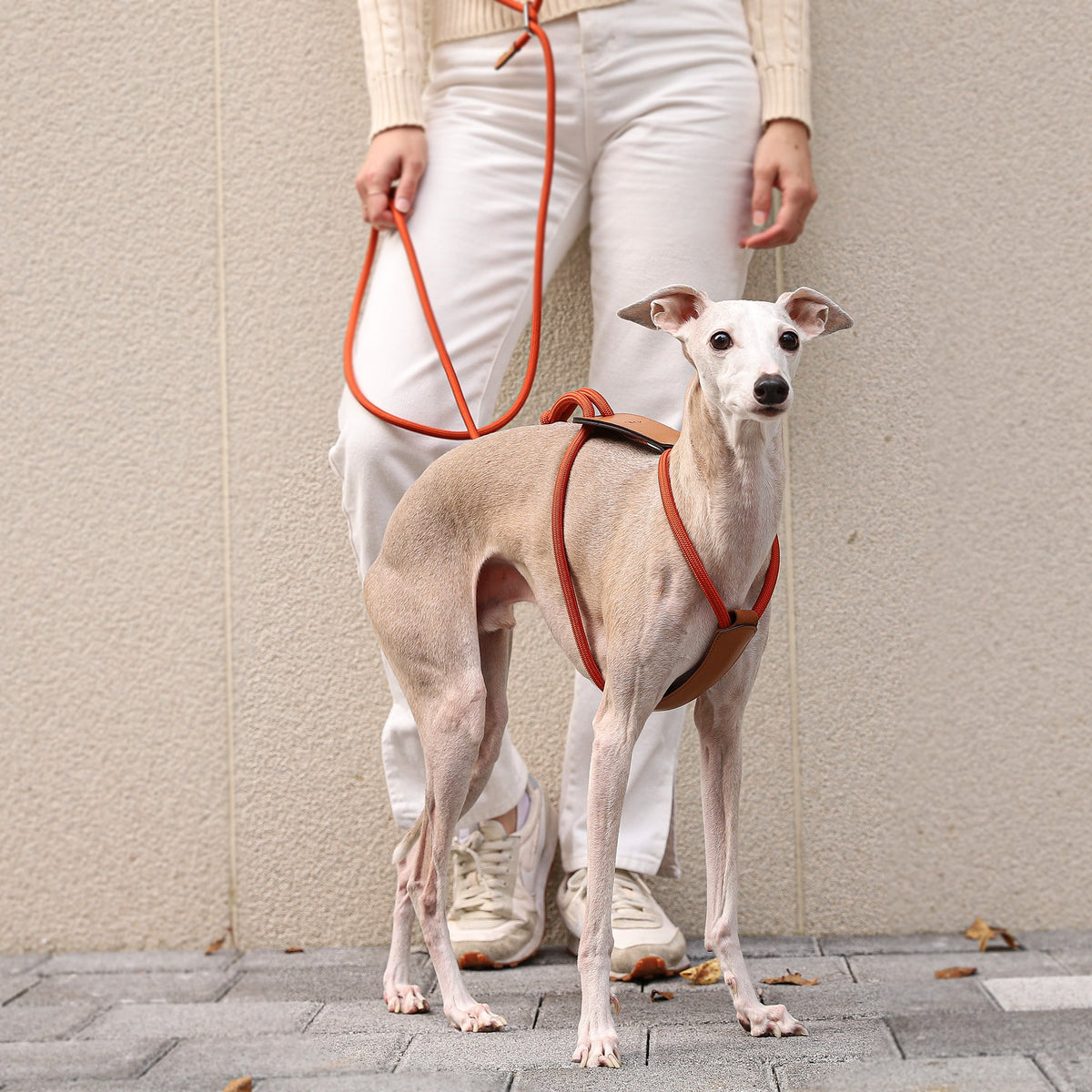 Essential Harness - Orange