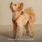 Essential Harness - Orange