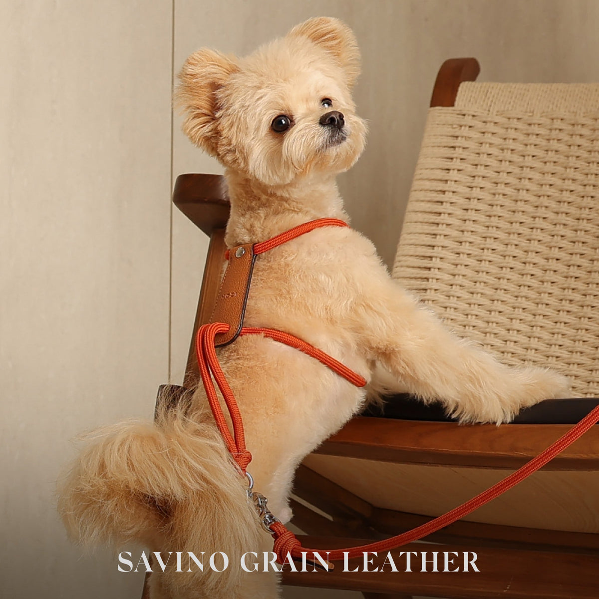 Essential Harness - Orange